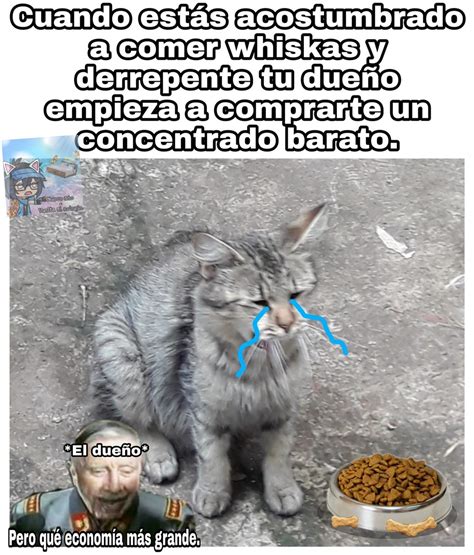 Gatos Meme Subido Por Alv Memedroid