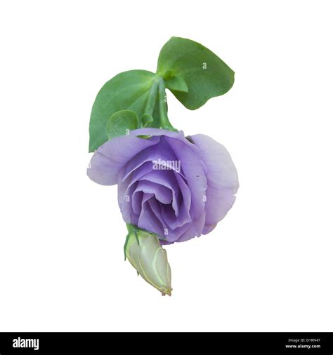 Eustoma flowers with nice background color Stock Photo - Alamy