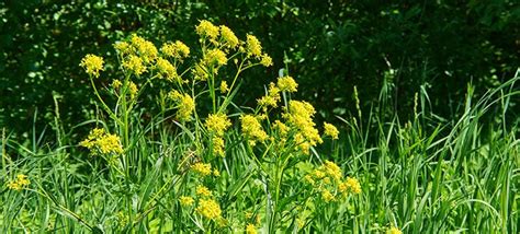 10 Tall Weeds With Yellow Flowers