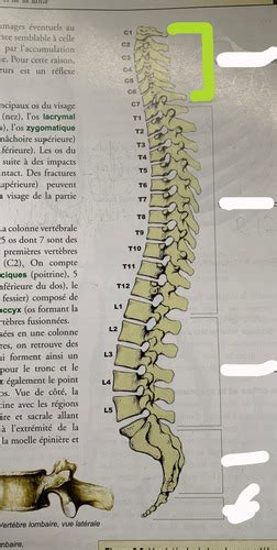 Spine Flashcards Quizlet