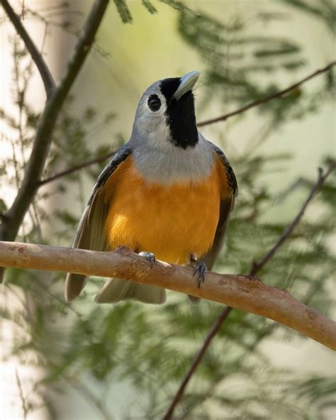 Масковый монарх / Black-faced Monarch (Monarcha melanopsis) 2025 ...