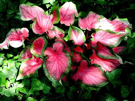 10 Caladium Full Sun Lovers For The Sunny Garden Bed Harvest Indoor