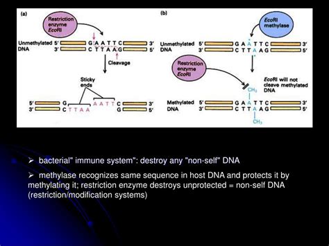 Ppt Restriction Enzymes Powerpoint Presentation Free Download Id5065582