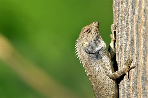 Iguana Reptil Escamoso Foto Gratis En Pixabay Pixabay