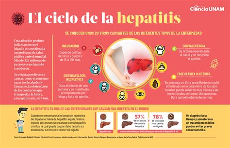 Historia Natural De La Enfermedad Hepatitis B By Oneida Armenta On