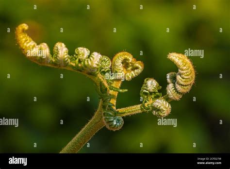 Fern shoots, close-up, ferns, fern fronds, shoots, forest still life ...