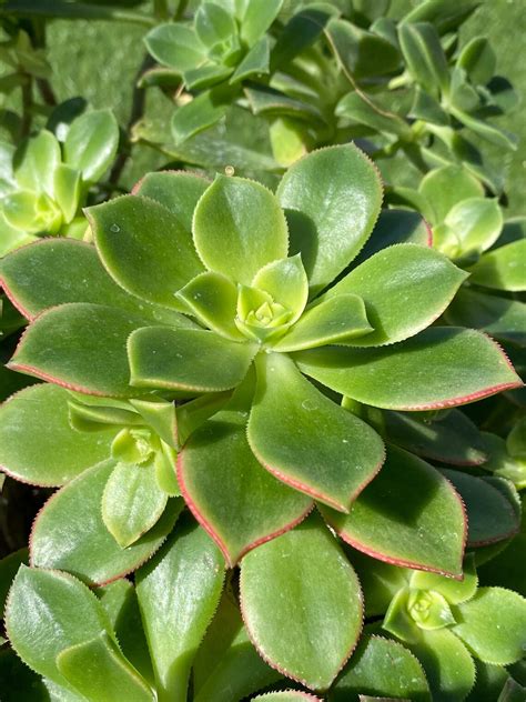 Aeonium Kiwi Succulent Dream Color Aeonium Haworthii Kiwi Etsy