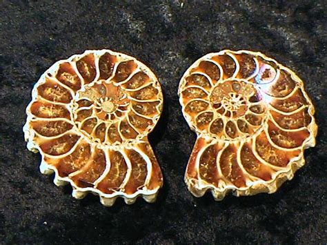 Ammonite Fossil Cross Section Ammonite Ammolite Fossil