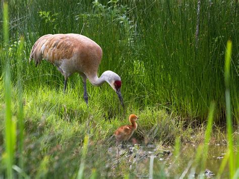 Do Sandhill Cranes Migrate Bird Fact