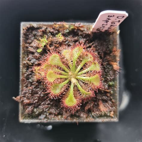 Drosera Tokaiensis Sundew, Furniture & Home Living, Gardening, Plants ...