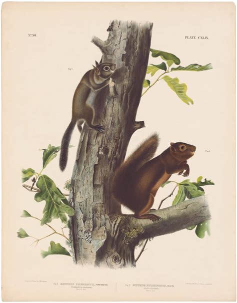 Audubon Bowen Ed Pl Fremont S Sooty Squirrel Quadruped