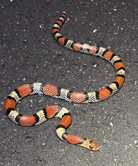 Scarlet Snake Cemophora Coccinea Fl Everglades Rwhatsthissnake