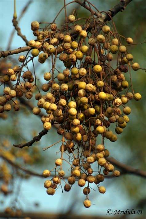 Yellow Berries from Bead Tree or Known as China Berry – Travel Tales ...