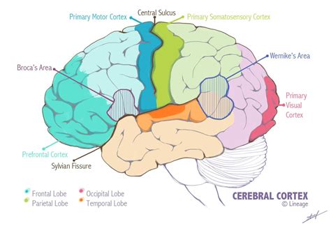 The Connection Of Point Brain Computer Interface — The Cerebral Cortex