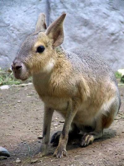 Patagonian Cavy | Cute n Tiny