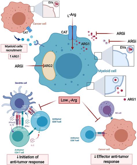 Frontiers Myeloid Cell Derived Arginase In Cancer Immune Response