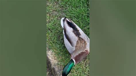 Quack Tastic Adventures Ducks Explore Mewsbrook Park Littlehampton