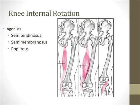 Ppt The Knee Joint Powerpoint Presentation Free Download Id9693184