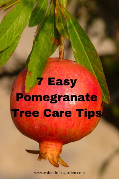 7 Pomegranate Tree Care Tips