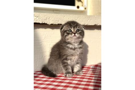 Safkan Scottish Fold Ev Kedileri Sahibim Net