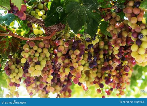 Grapes In Crete Greece Stock Image Image Of Grapes 76706701