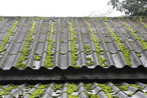 The Best Time Of Year To Remove Moss From Your Roof