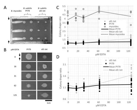 B Mycoides And B Subtilis Colony Morphology Under Compression A A