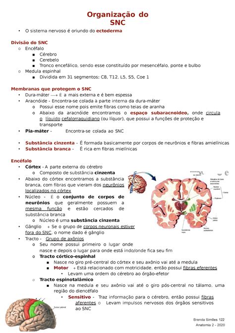 Organiza O Do Snc Snc Brenda Sim Es Anatomia