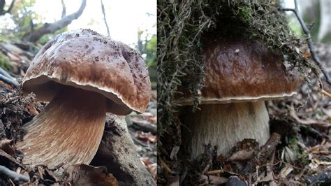 Gioielli Top Al Parco Dei Cento Laghi Funghi Porcini Ottobre 2021