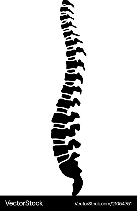 Spine Vector