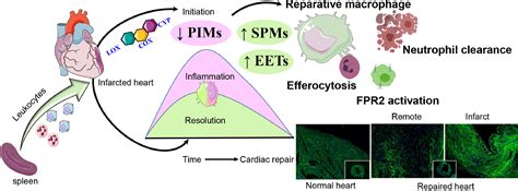 Inflammation And Resolution Signaling In Cardiac Repair And Heart