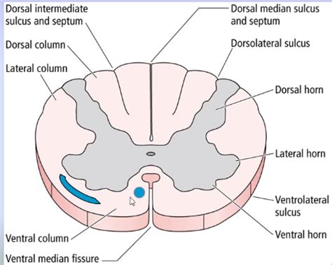 Spinoreticular Tract Pathway