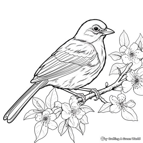 Oriole Coloring Pages Free Printable