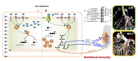 中国农业大学生物学院 科研进展 Mbio 田长富课题组揭示锌离子对根瘤菌共生亲和性的调控