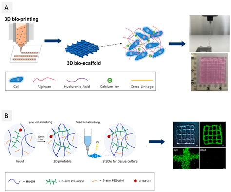 Ijms Free Full Text A Guide To Polysaccharide Based Hydrogel