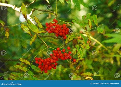 Primer Rojo De Las Bayas De Serbal En Una Rama Entre Las Hojas Verdes