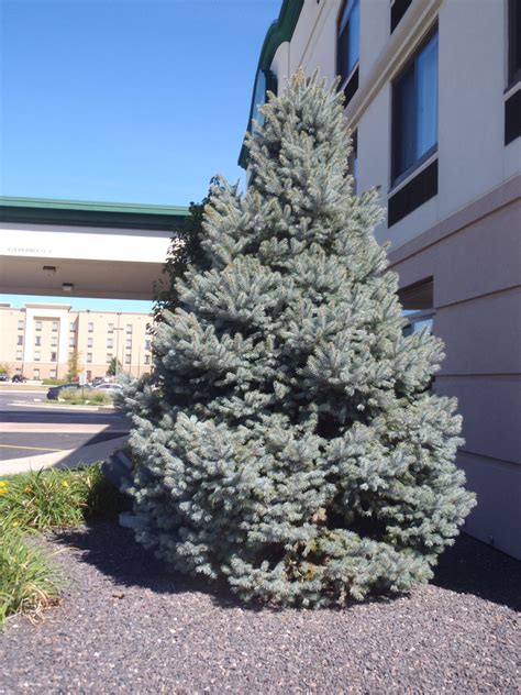 Picea pungens (Blue Spruce, Colorado Spruce) | North Carolina Extension Gardener Plant Toolbox