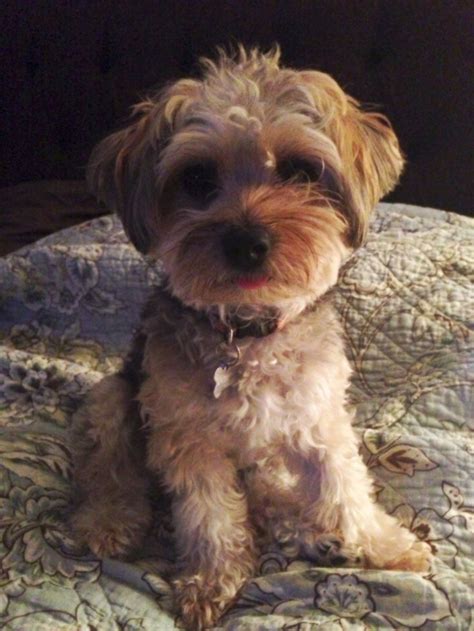 Morkie Teddy Bear Haircuts Top 20 Best Yorkie Poo Haircuts Images By