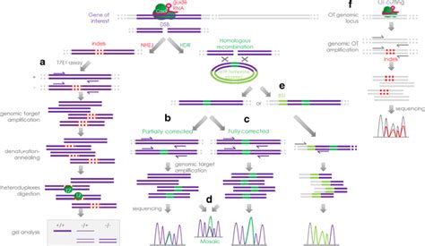 Generation Of Isogenic Human Ips Cell Line Precisely Corrected By