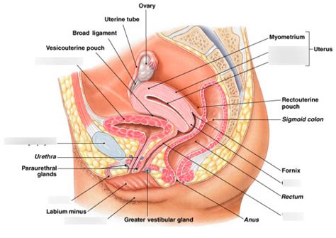 Diagram Of Female Reproductive System Quizlet