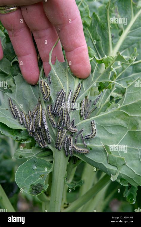 Large White Buttefly Pieris Brassicae Group Of Caterpillers On