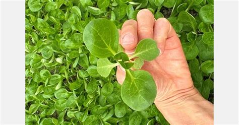 An excellent variety of lamb's lettuce for the summer