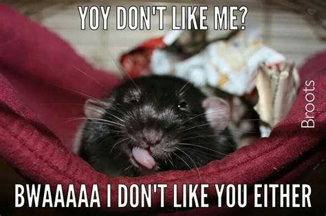 Rat meme | Pet mice, Pet rats, Funny rats