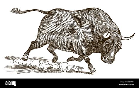 Running bull with lowered head in side view, after an illustration from ...