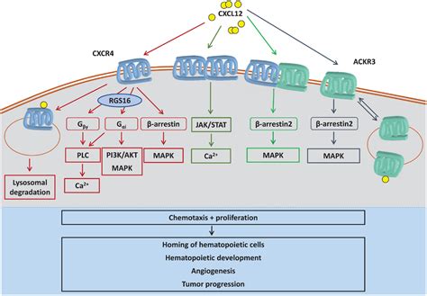 Frontiers Diversity And Inter Connections In The CXCR4 Chemokine