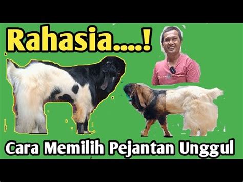 Cara Memilih Pejantan Unggul Kambing Pe Kaligesing Hafiz Farm