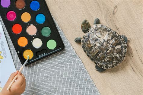 5 Best Small Pet Turtles - Little Pet Corner