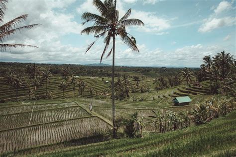 The Breathtaking Jatiluwih Rice Terraces - A Complete Guide