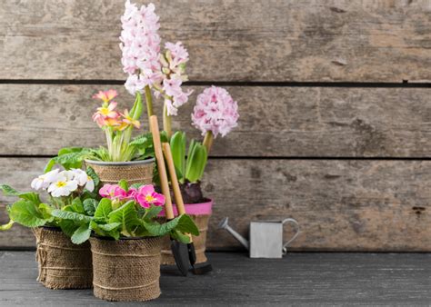 5 способов посадить цветы красиво | Flowershome.am