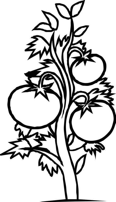 Tomato Plant Drawing - ClipArt Best